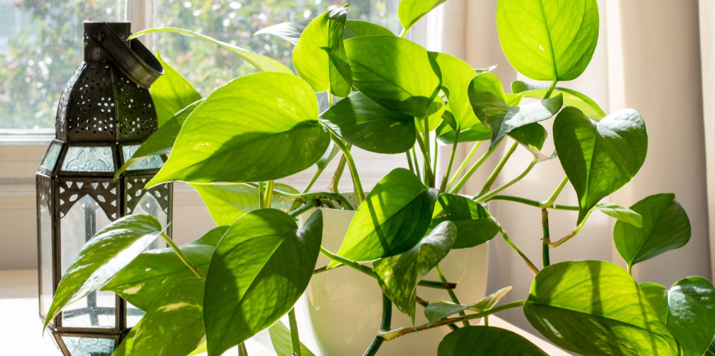 How to Grow and Care for Pothos Plants | Idyllic Gardening