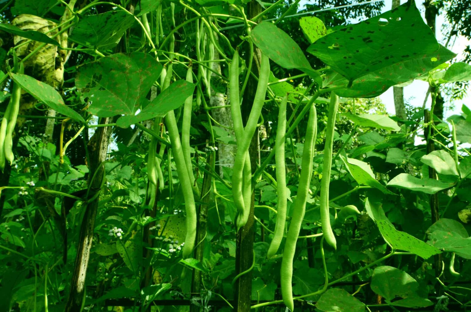 Climbing Beans Python How to Plant, Grow, and Care for Climbing Beans
