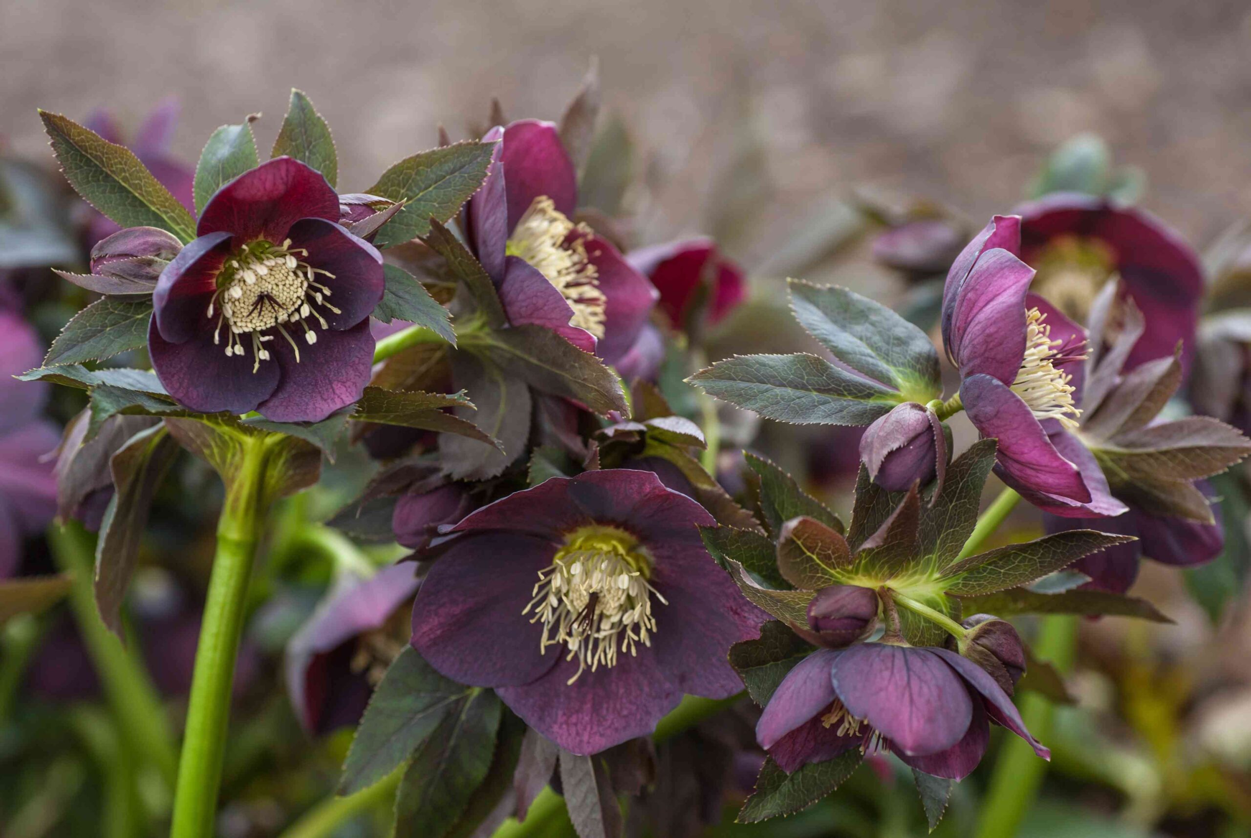 How to Grow Hellebores Flowers