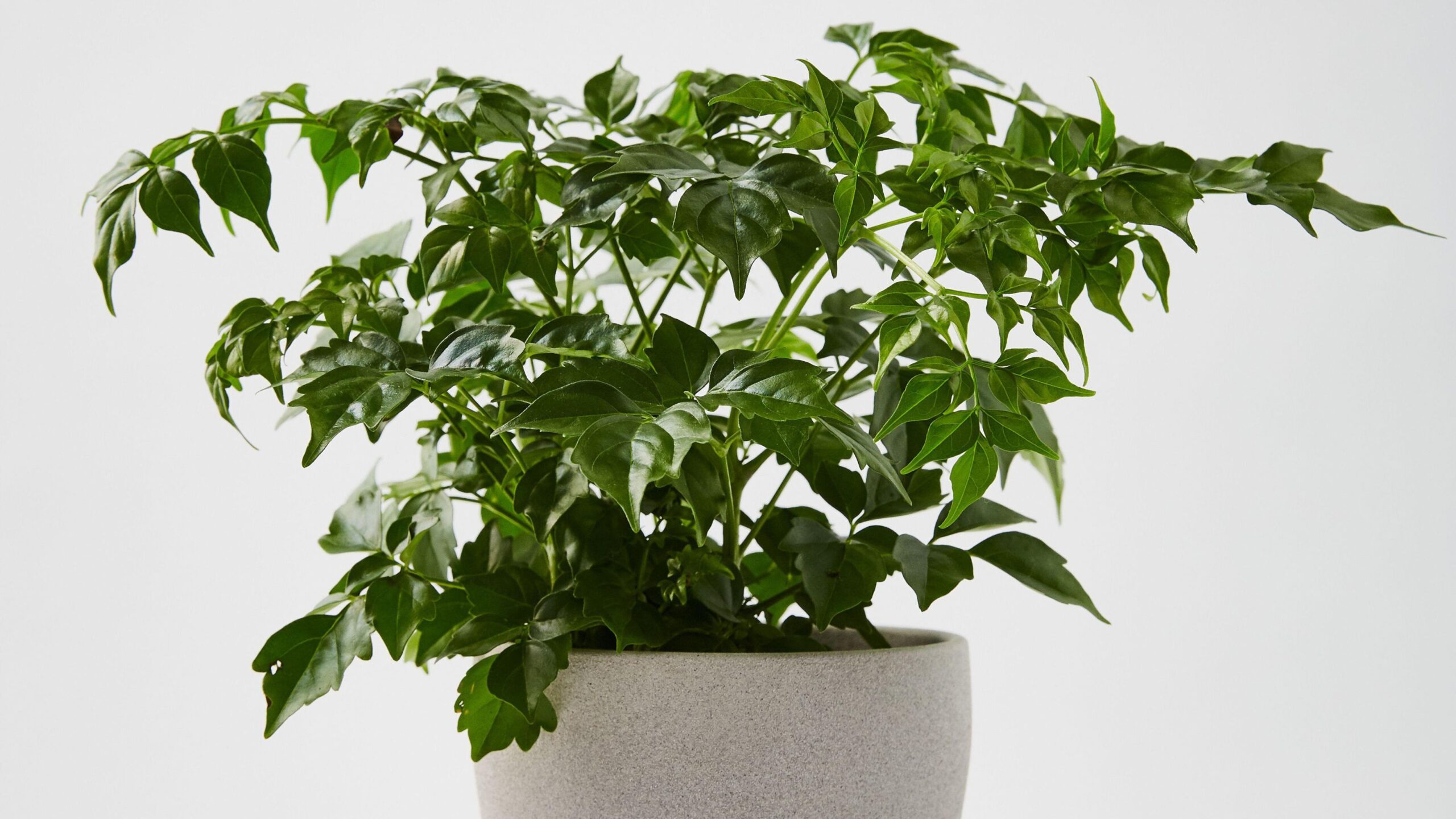 How To Grow China Doll Plant