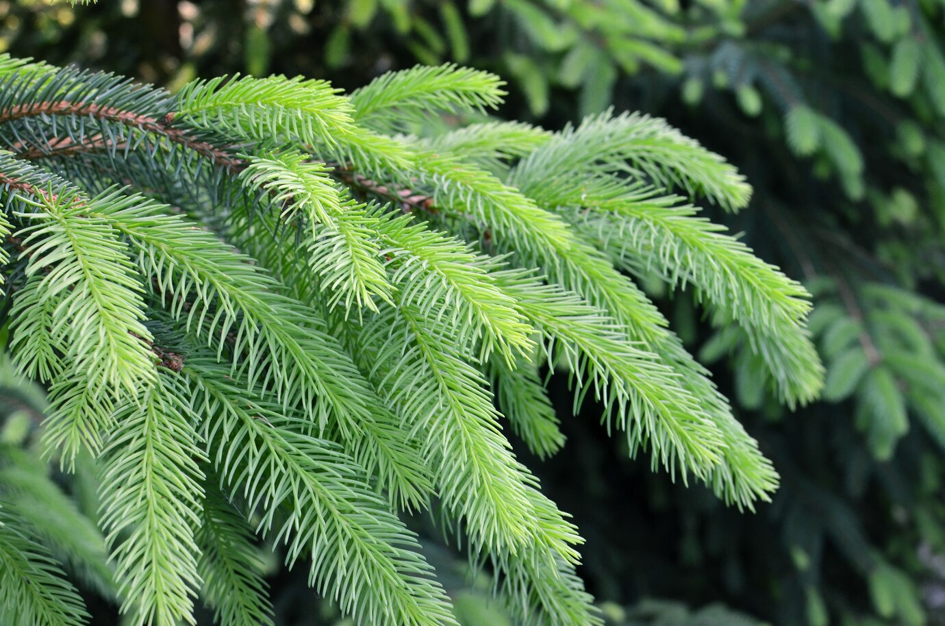 Dwarf Alberta Spruce 