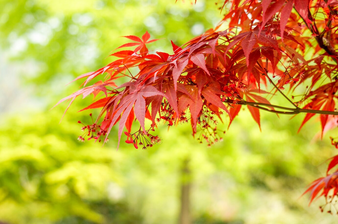 Japanese Maple