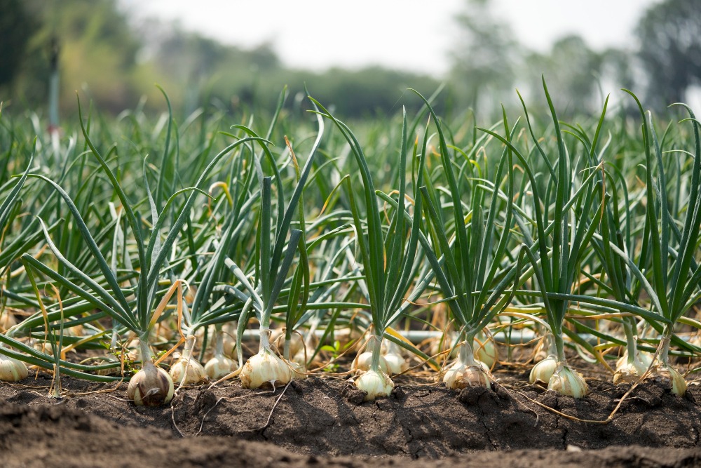 How to Grow Garlic