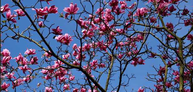 Top 10 Flowering Trees to Add Color and Charm to Your Garden