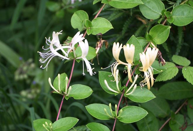 Honeysuckle Shrub Care