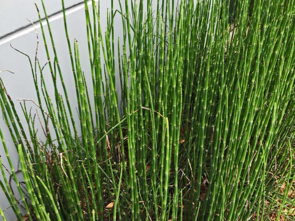 Hallow Reed Plant All You Need To Know About Horsetail Reed - Planting and Caring