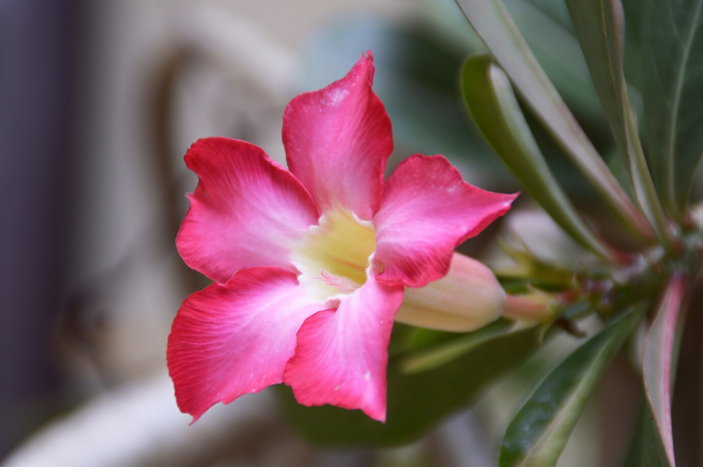How To Grow Azaleas