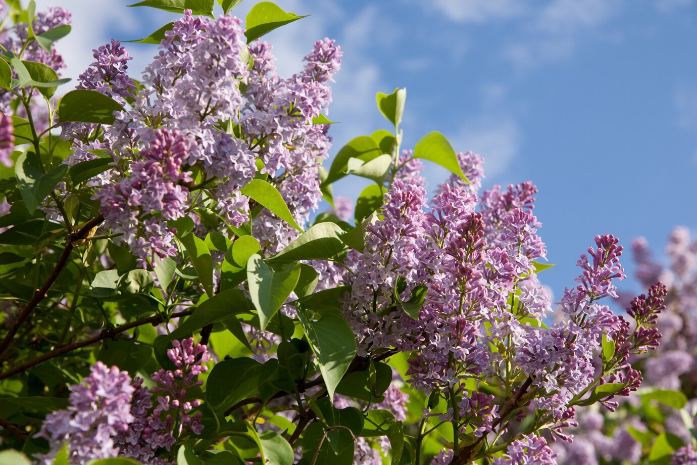 How To Grow Lilac