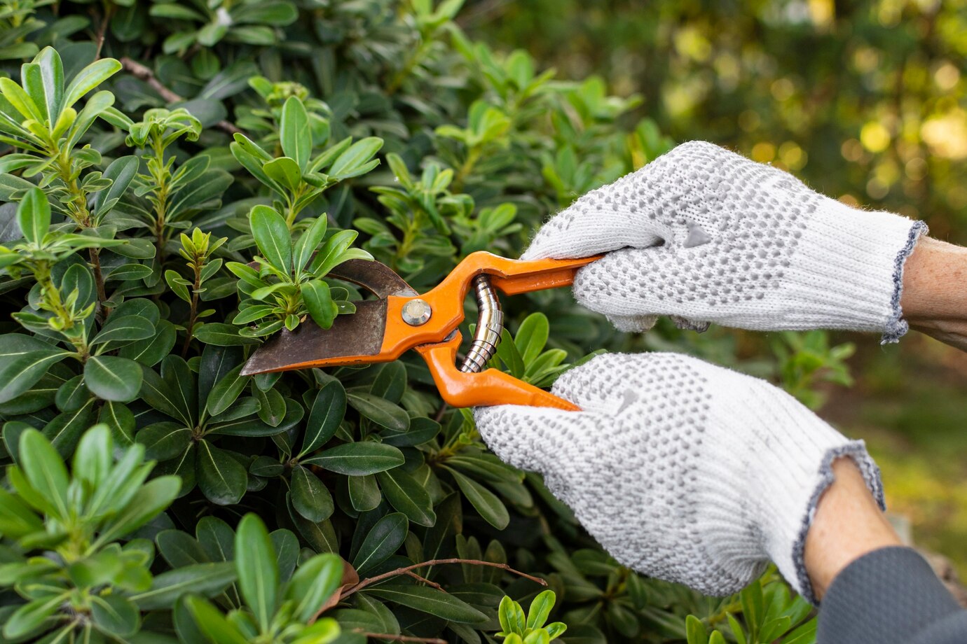 How to Care For Boxwood