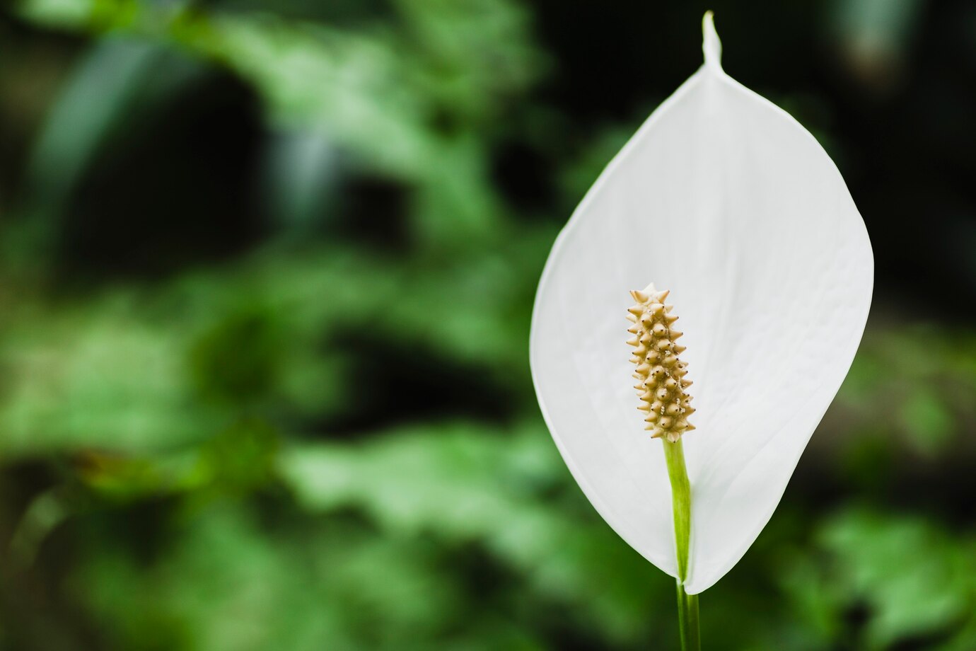 How to Care For Peace Lily