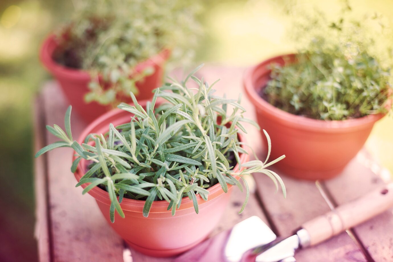 How to Grow Rosemary