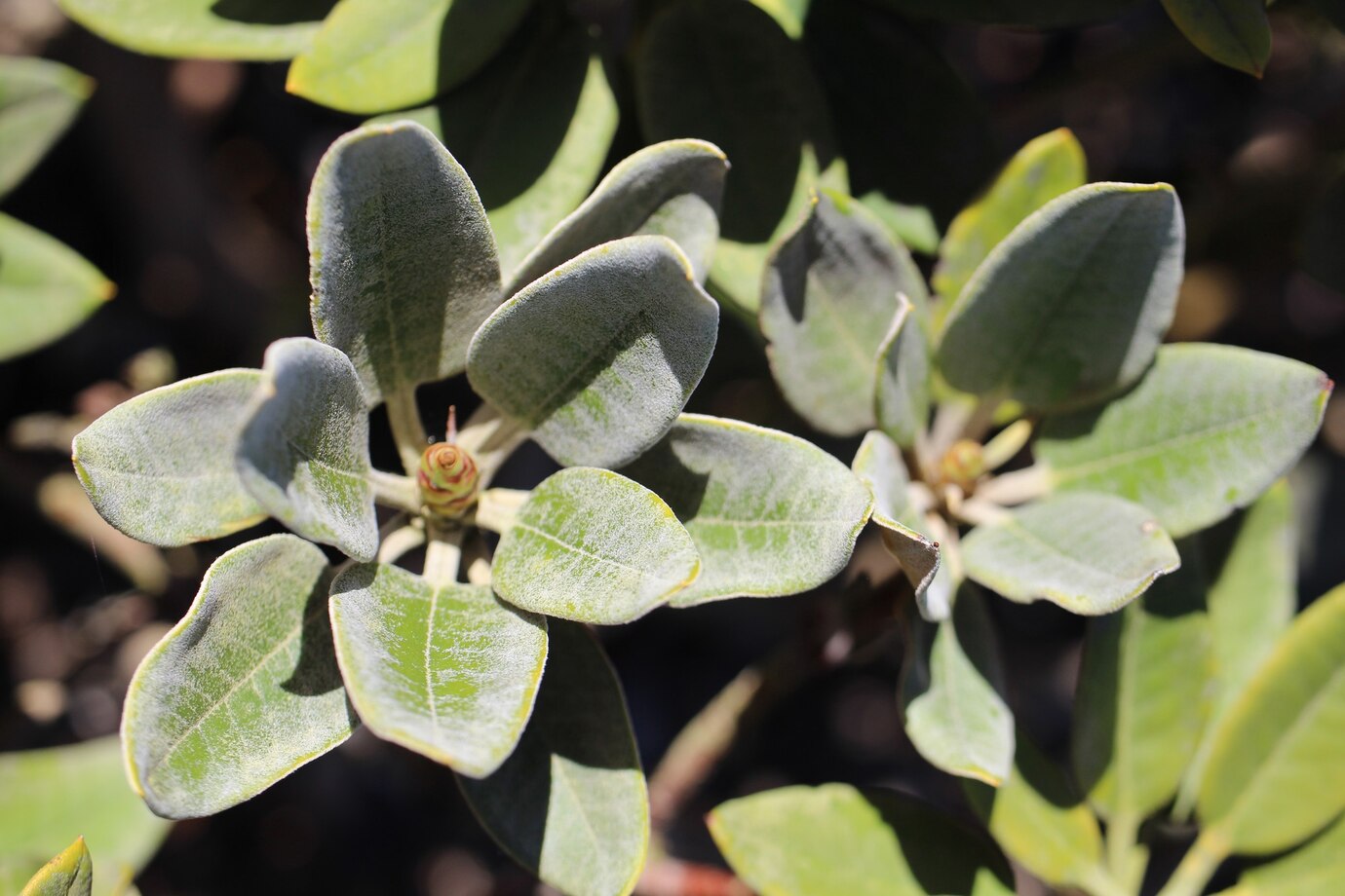 How to Grow Sage
