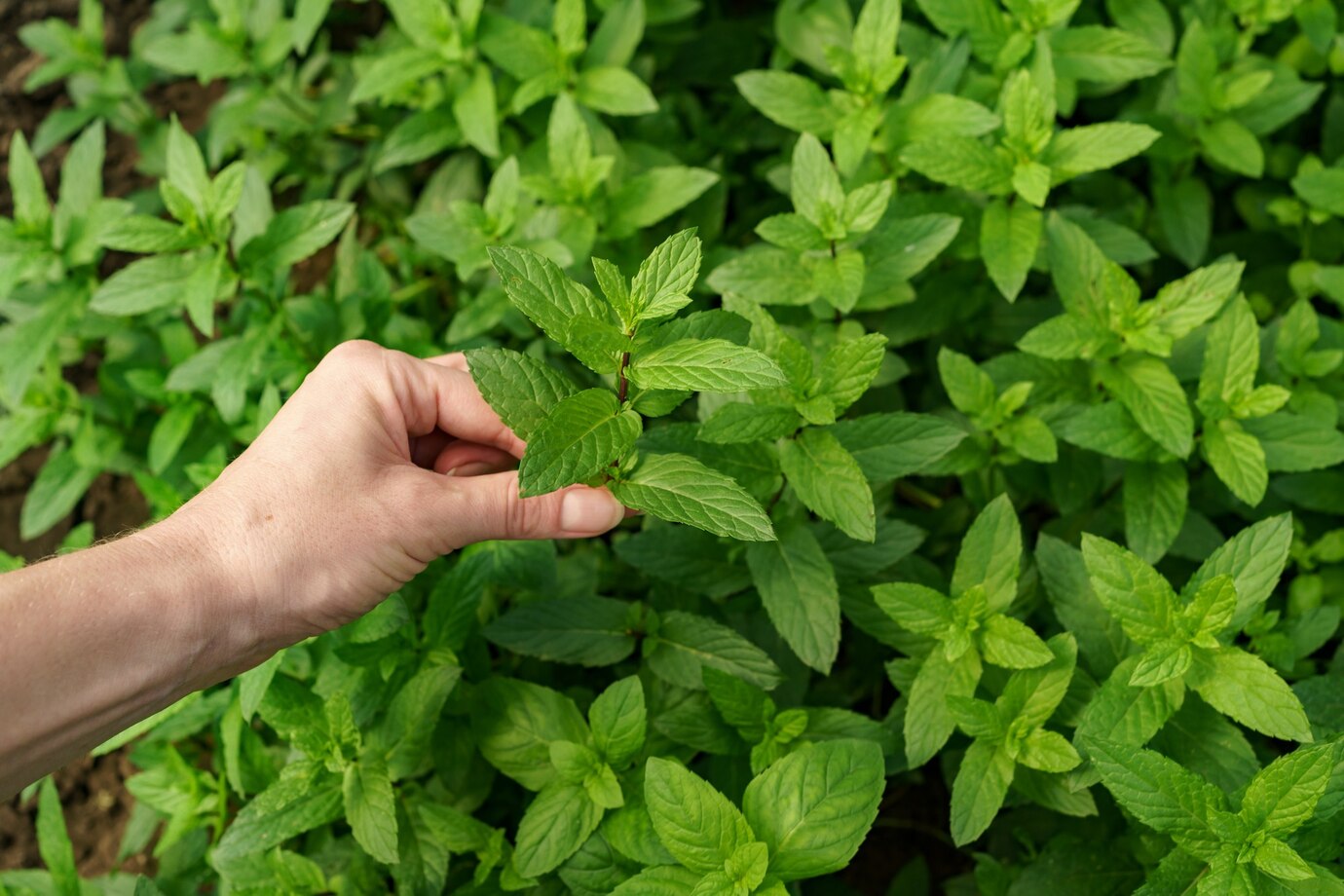 How to grow oregano
