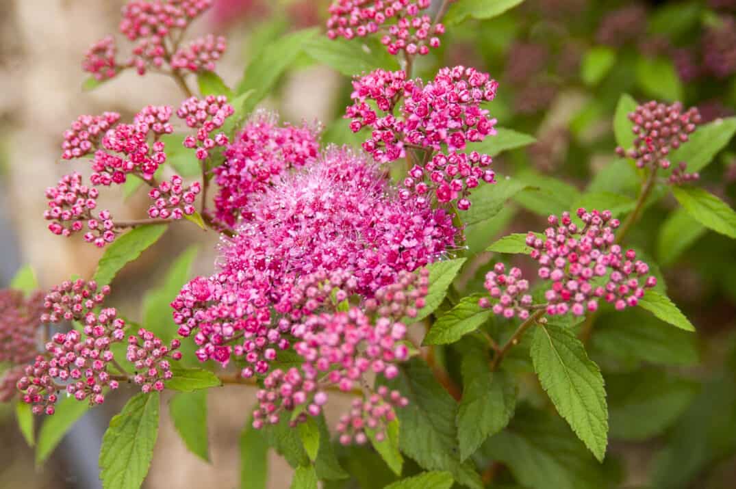 How To Grow Spirea Shrub