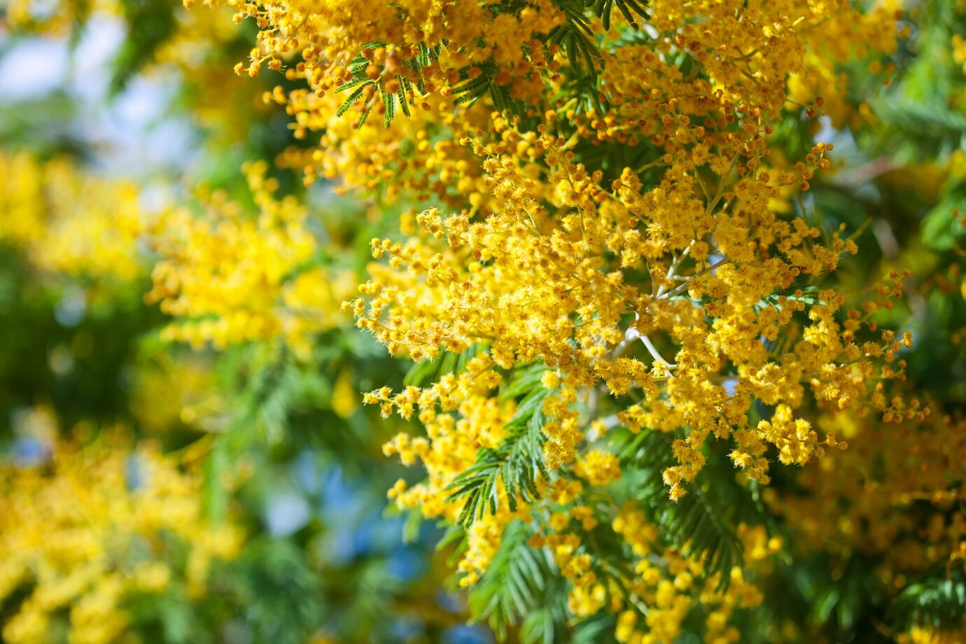 Winter Flowering Shrubs