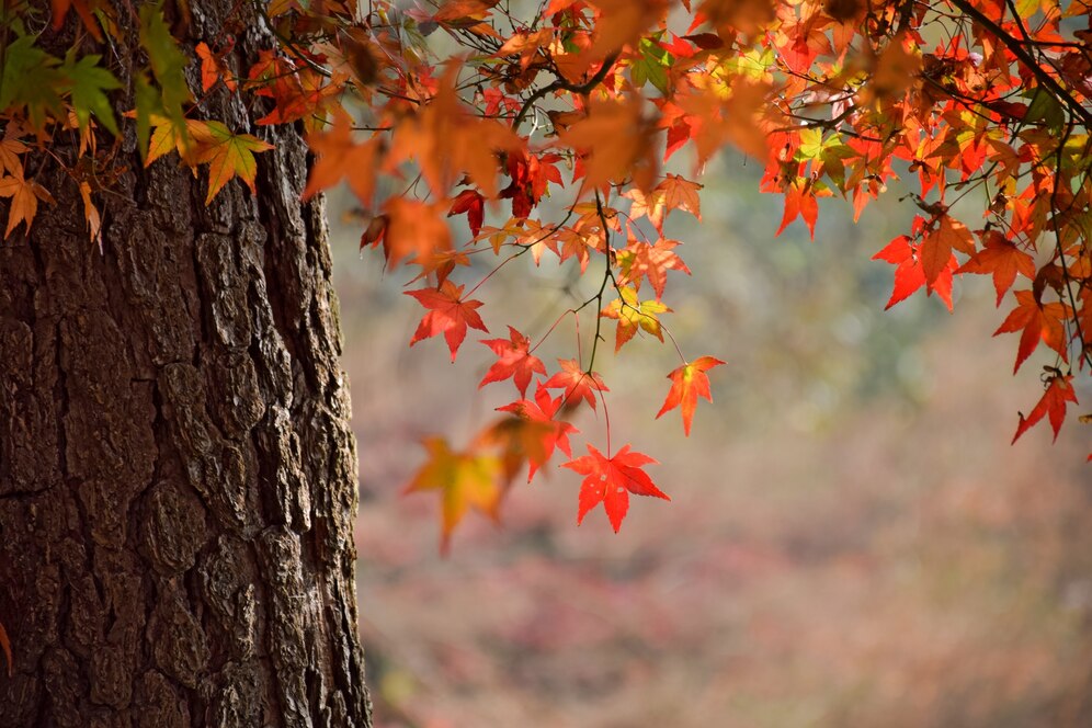 15 Stunning Maple Tree Varieties You Can Grow in Your Garden
