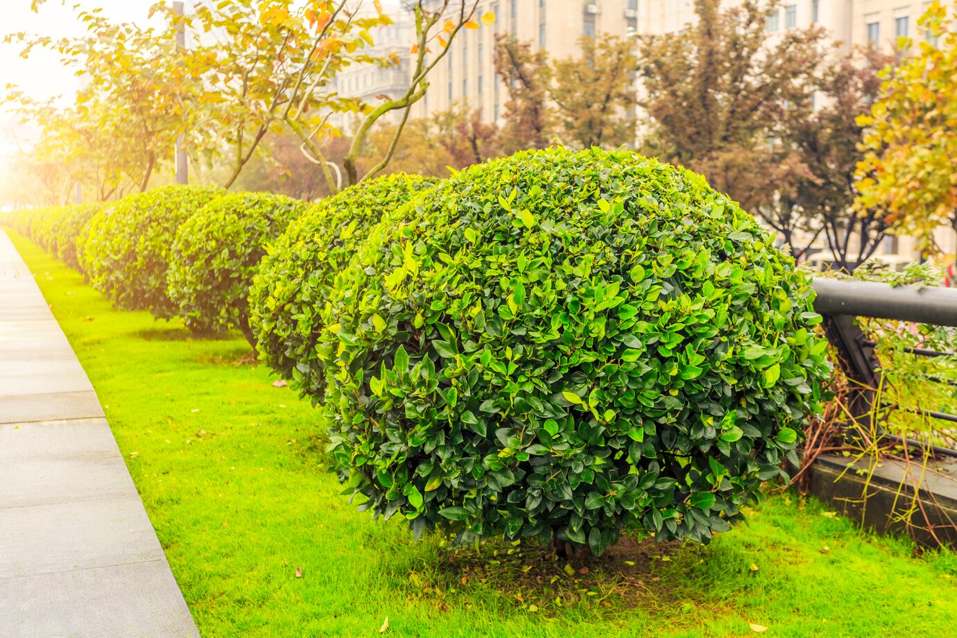 10 Best Low Maintenance Shrubs For a Hassle-Free Landscape