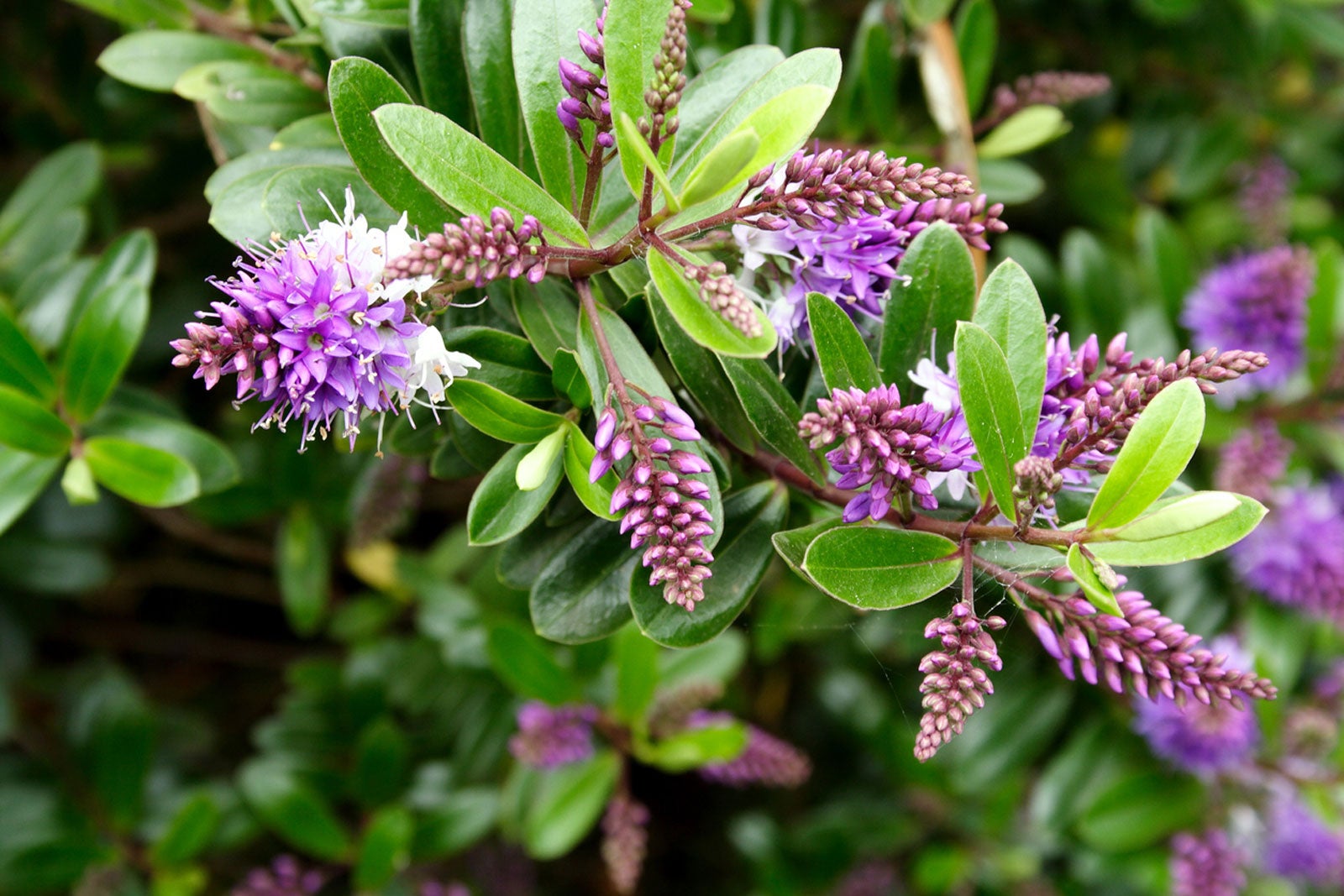 Hebe Shrubs: Growing And Planting Hebes In The Garden