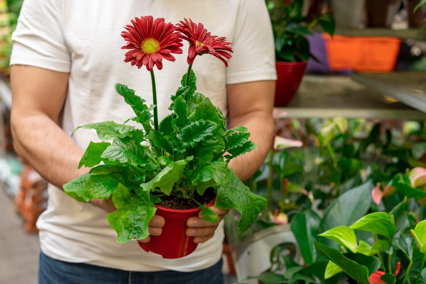 How To Grow African Daisy
