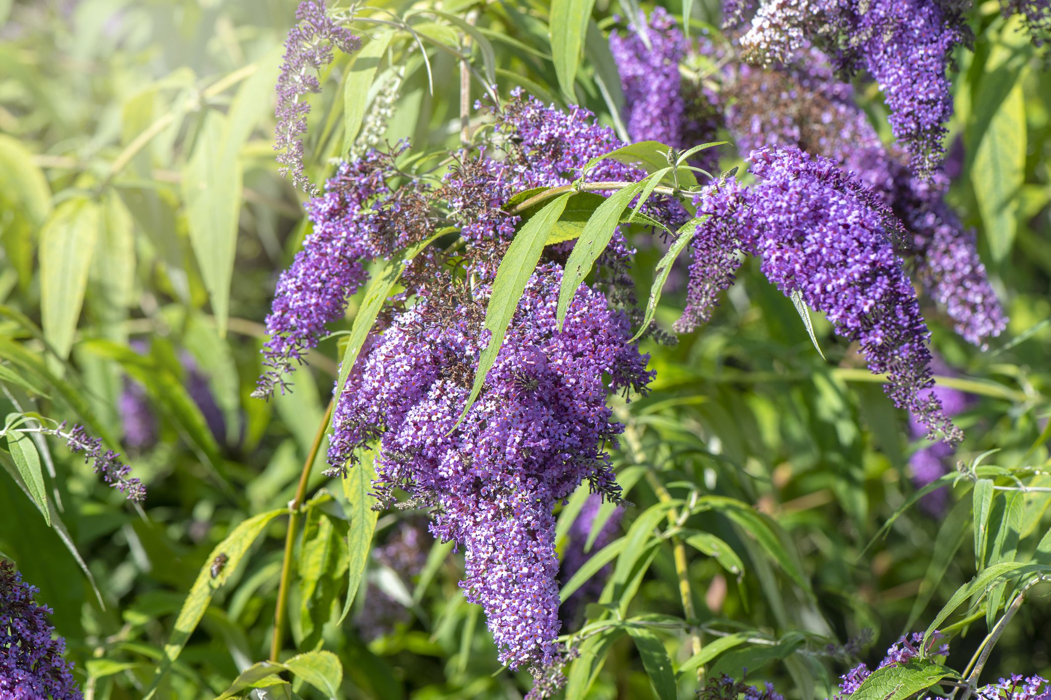 How To Grow Buddleia (Butterfly Bush) – The Ultimate Guide