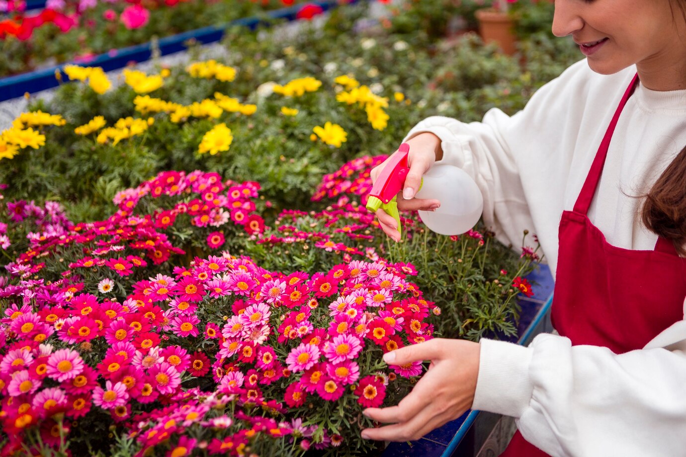 How To Grow Cosmos
