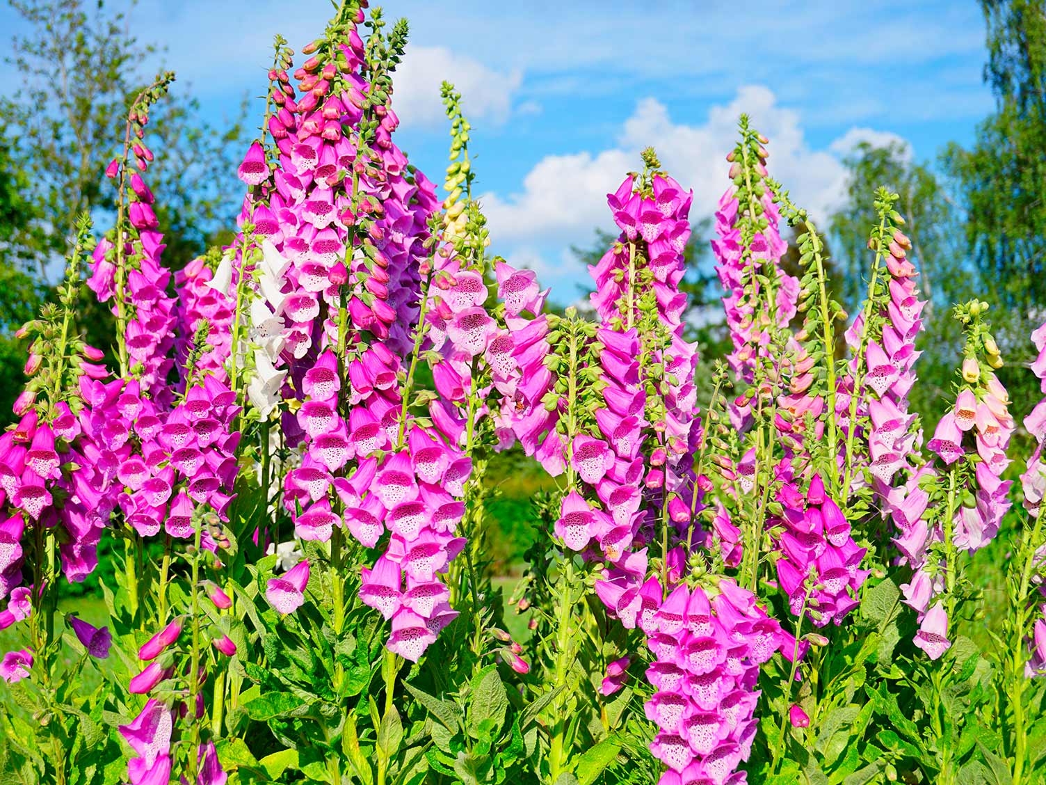 How To Grow Foxgloves