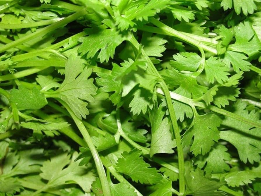 How To Grow Fresh Coriander