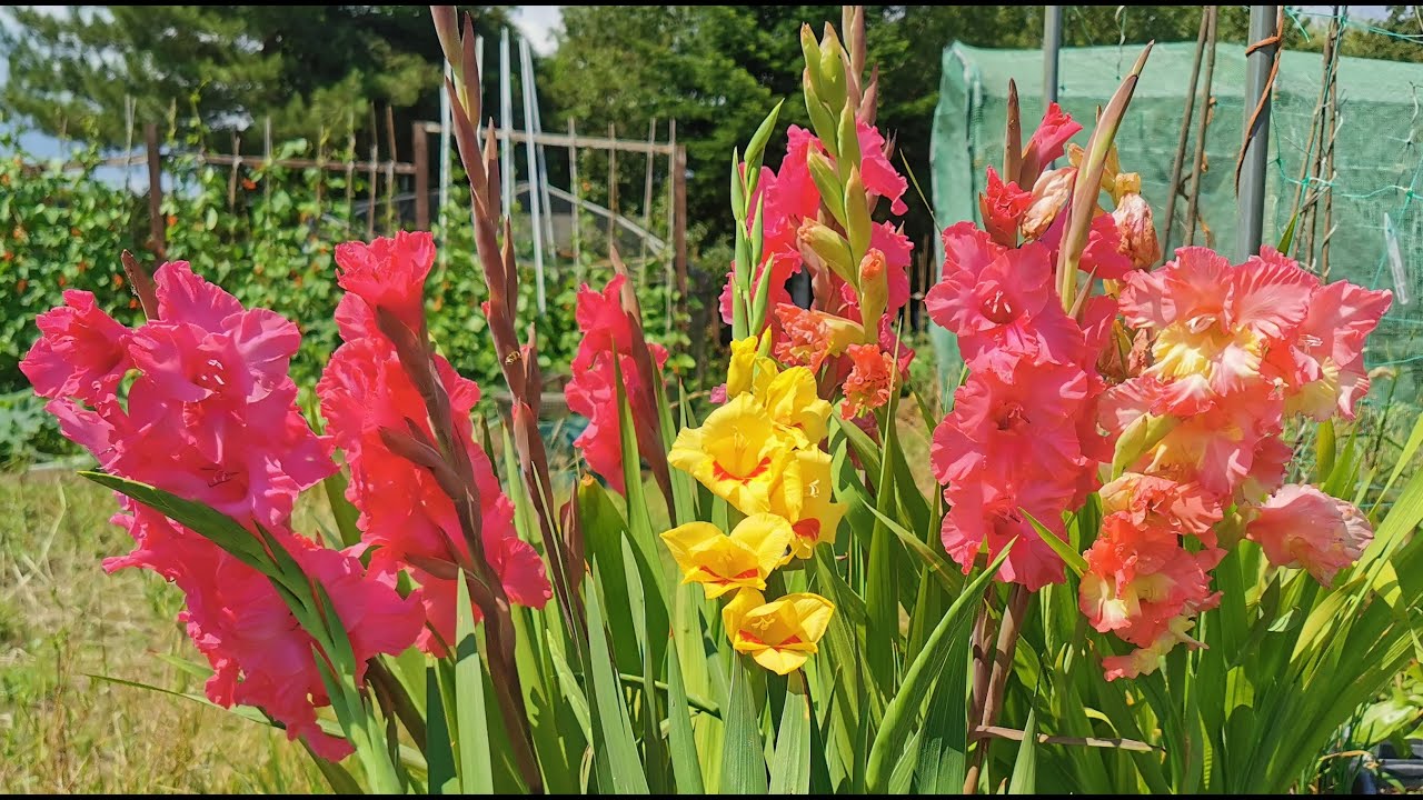 How To Grow Gladioli