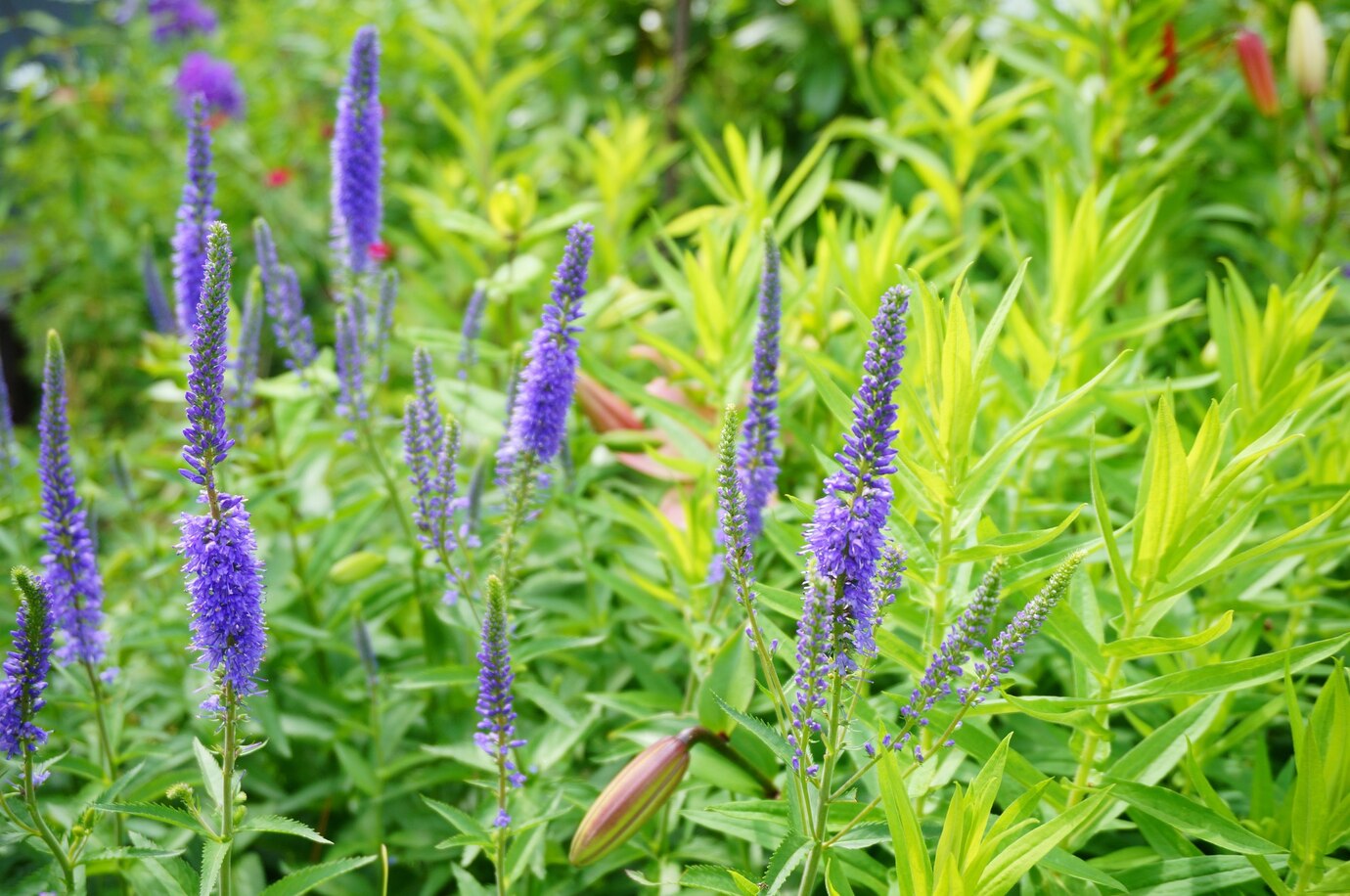 How To Grow Lupins