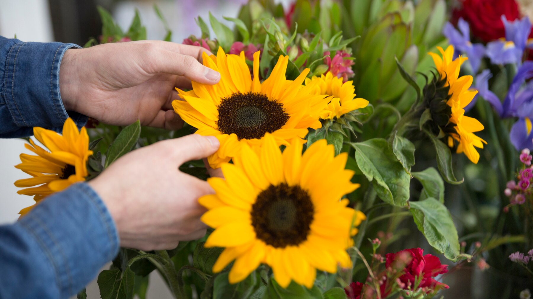 How To Grow Sunflowers