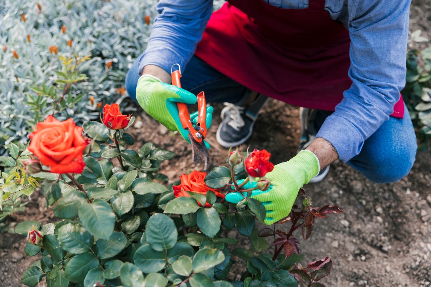 How to Propagate Roses from Cuttings