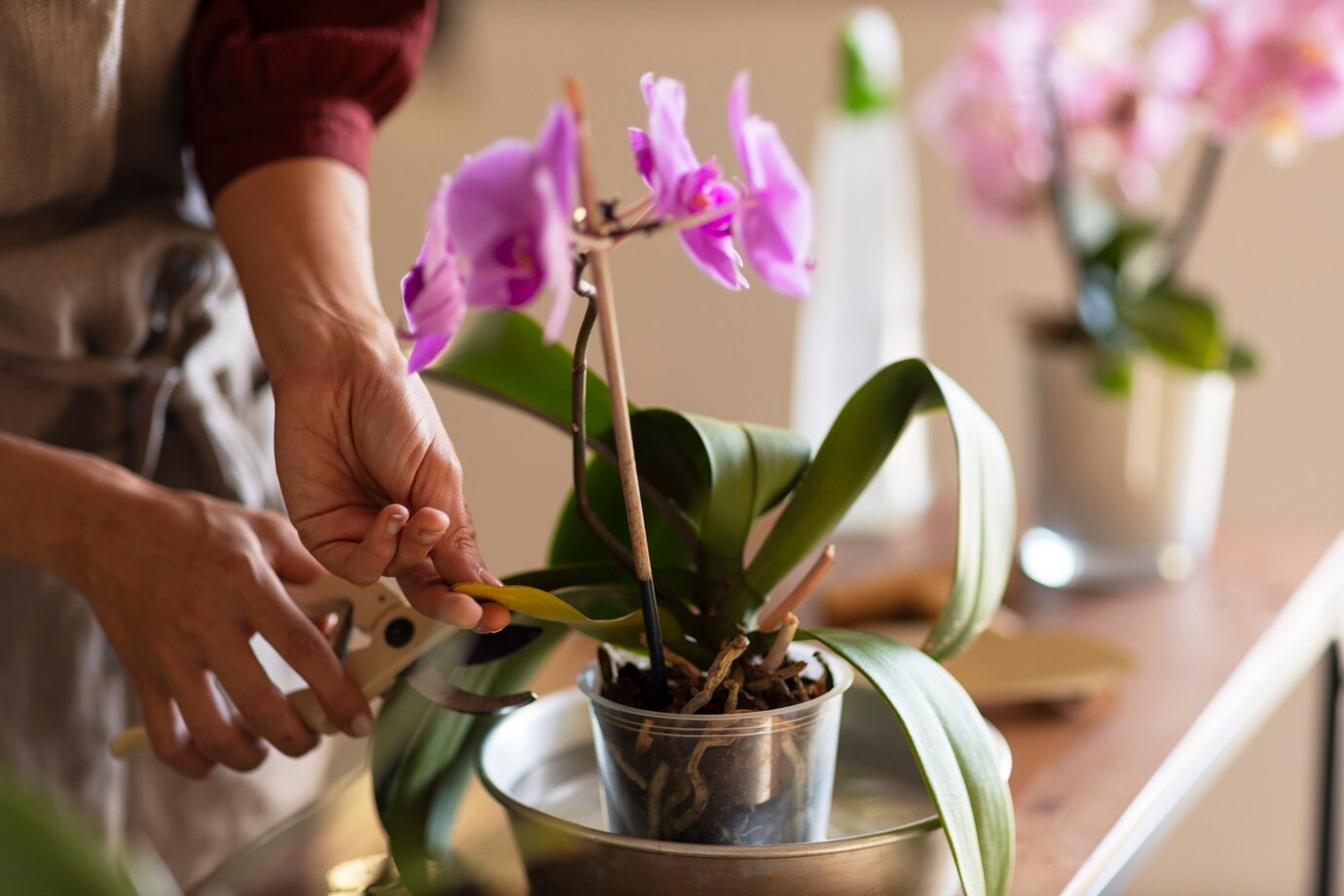 How To Repot An 0rchid