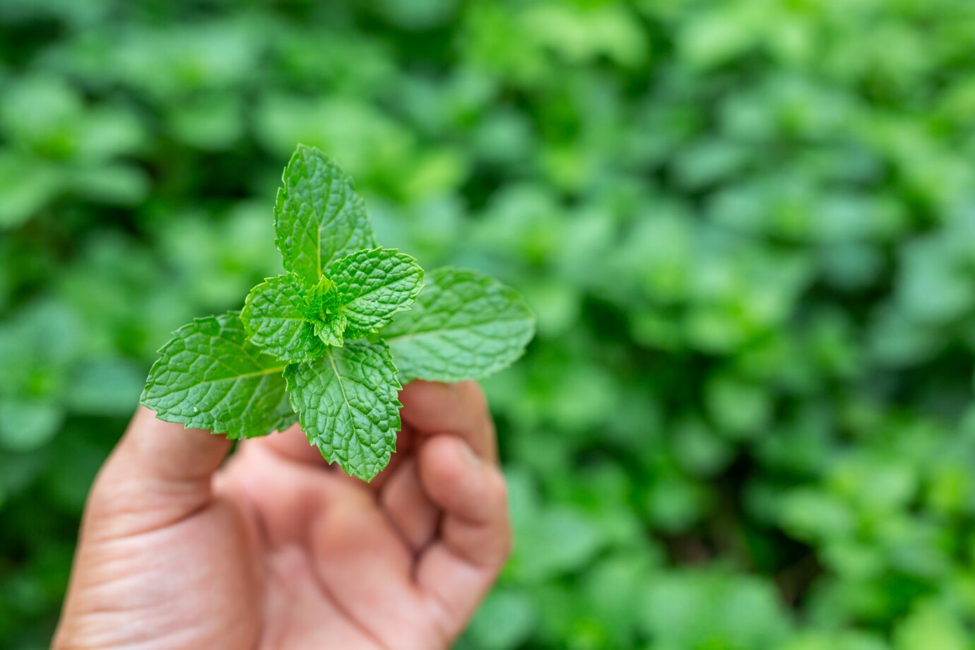 How to grow mint
