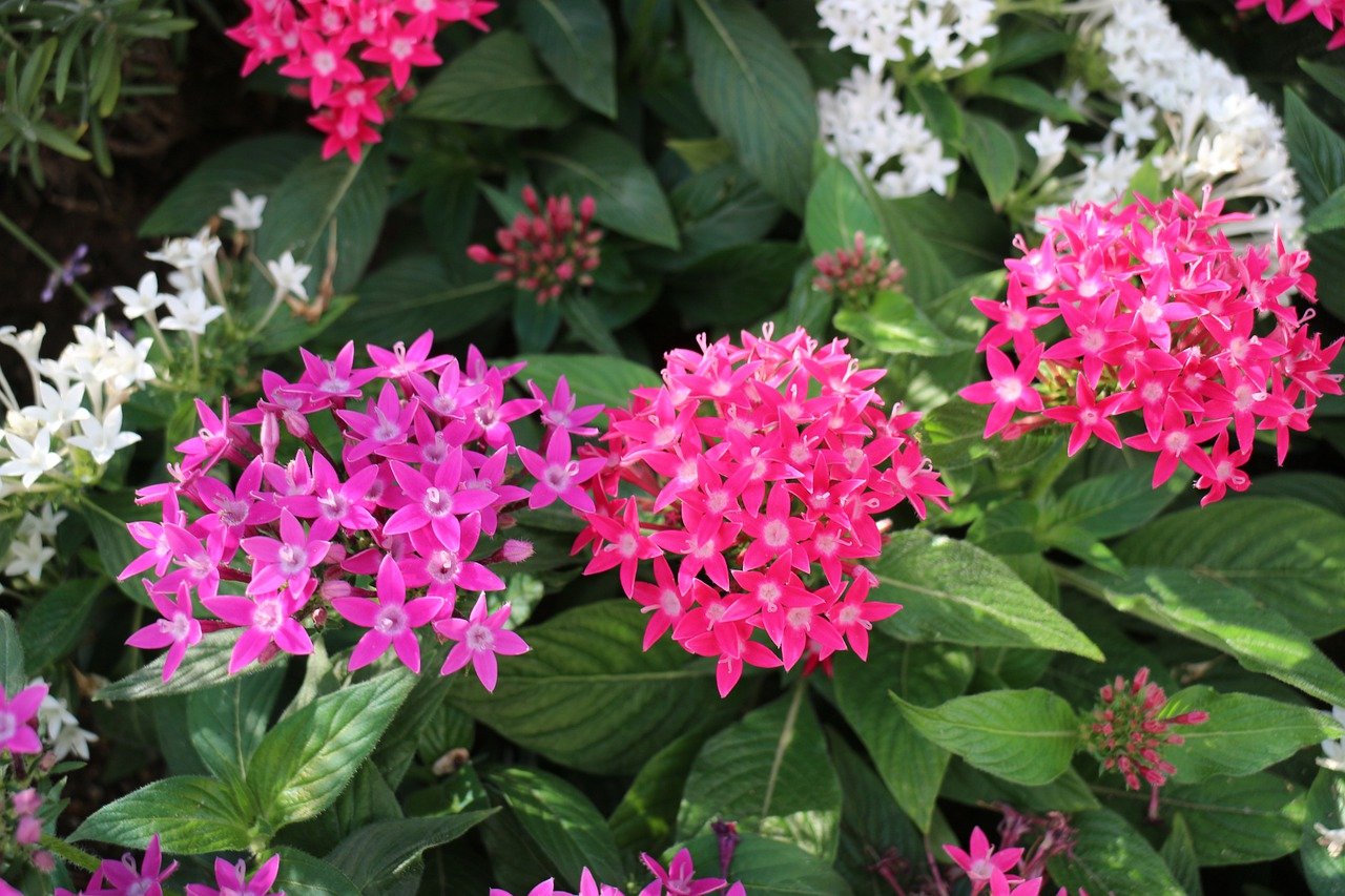 Pentas Plant Care