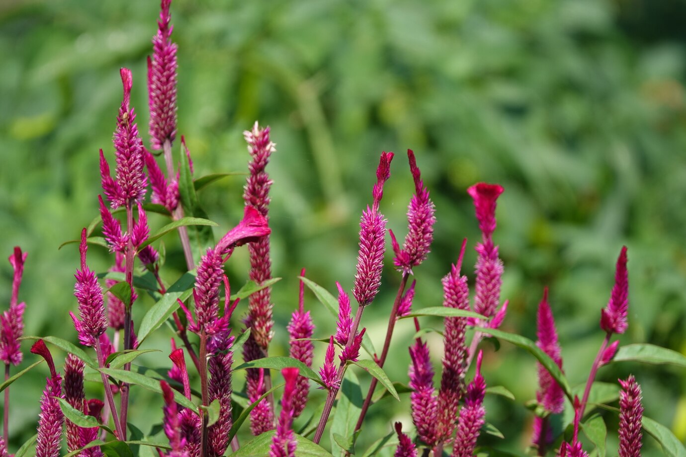 Plant And Grow Astilbe