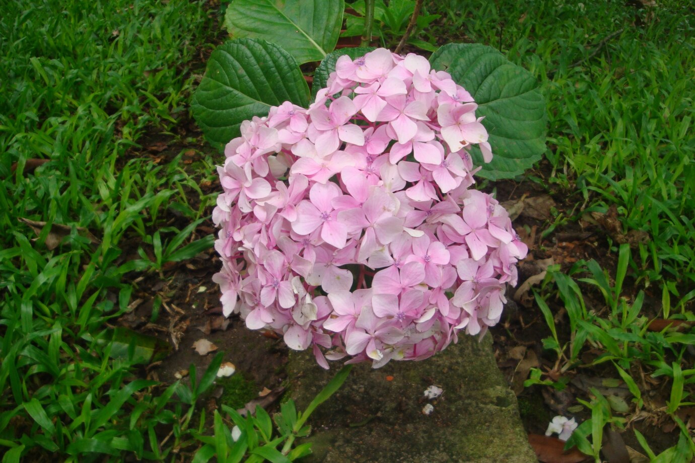 how to grow hydrangeas