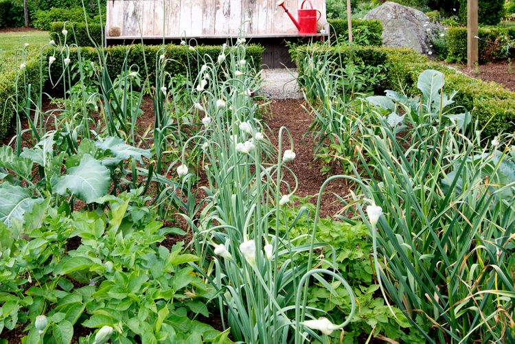 Best Garlic Companion Plants