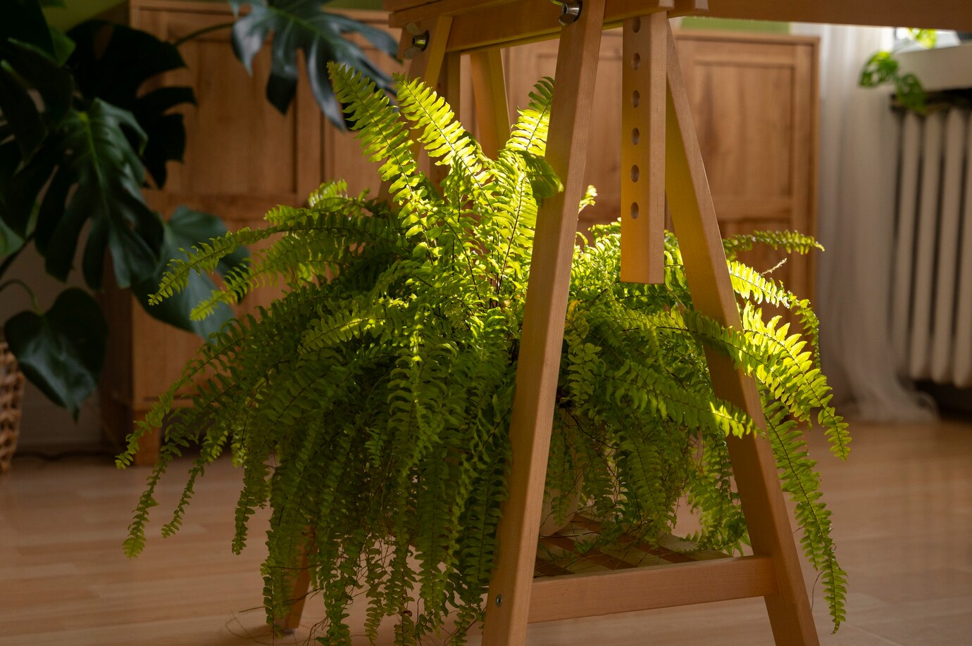 Boston Fern Care