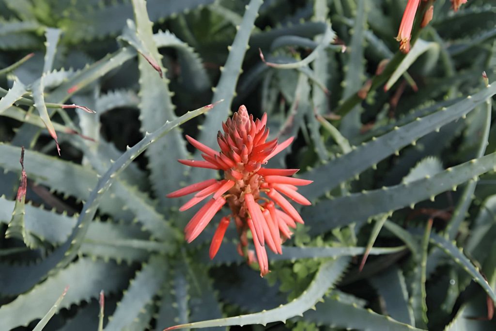 Does Aloe Vera Bloom