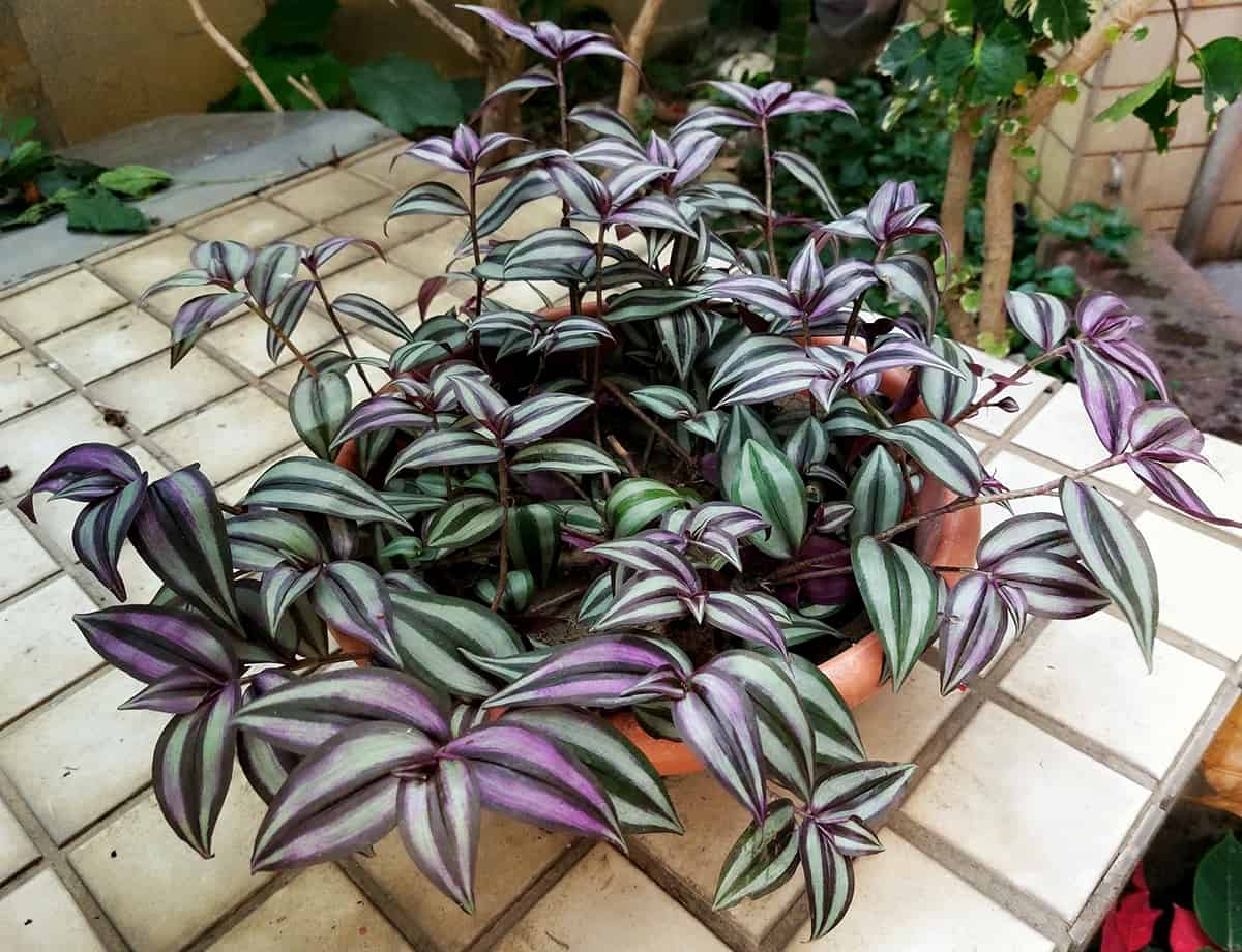 How To Care For Inch Plant