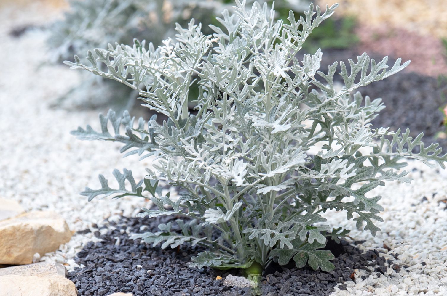 How To Grow Dusty Miller