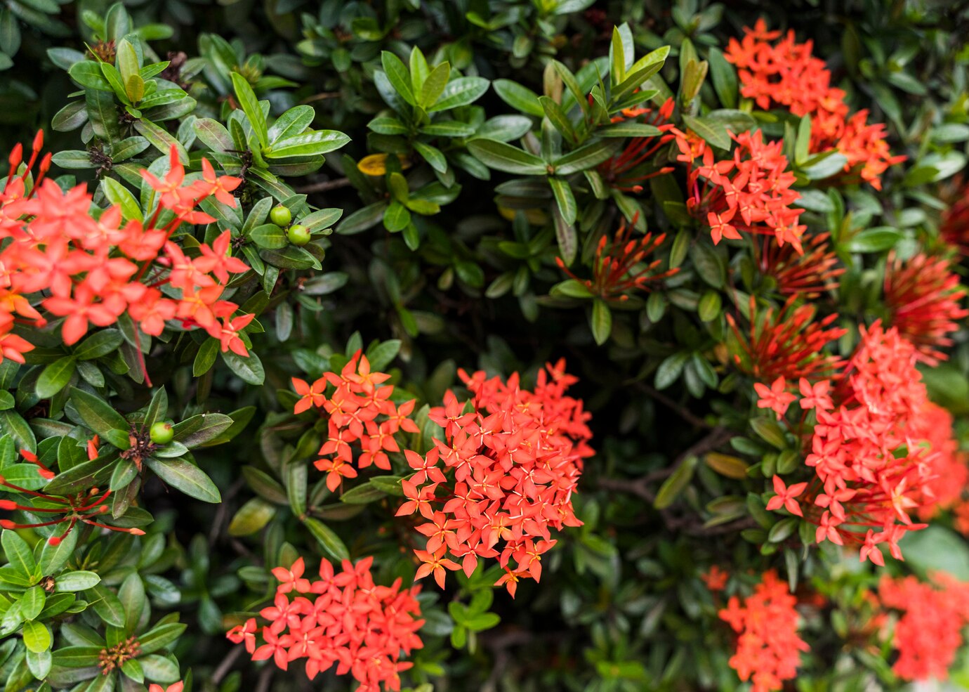 How To Grow Ixora