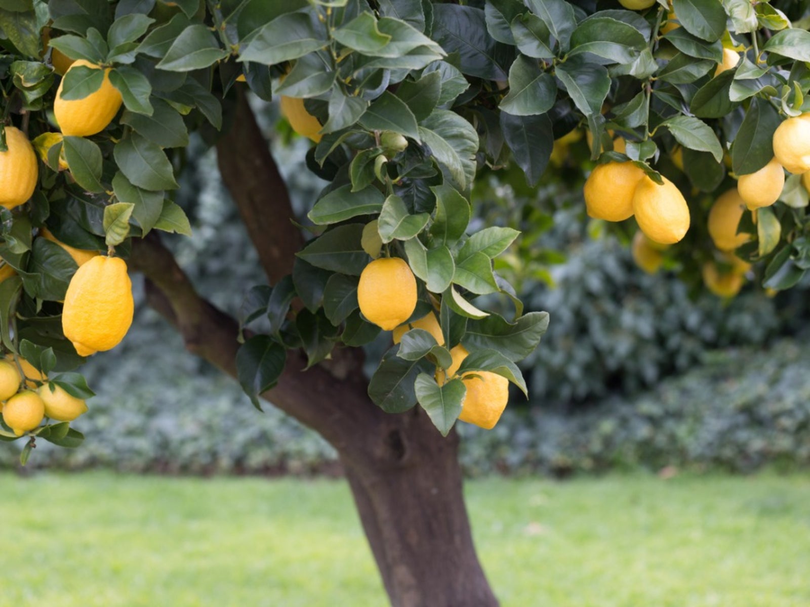 How To Grow Lemon Tree
