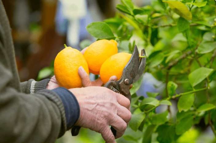 How To Grow Meyer Lemon