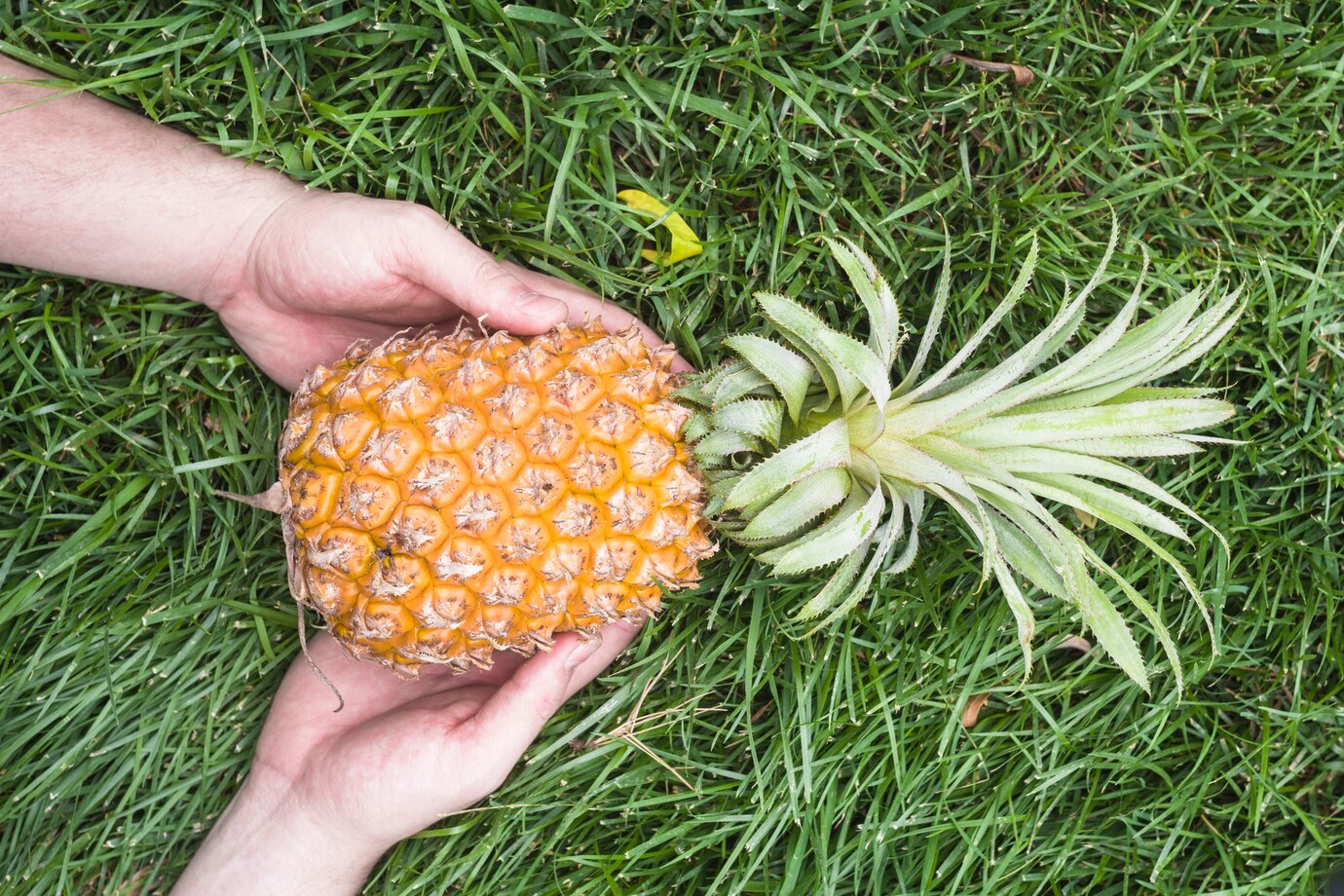 How To Grow Pineapple