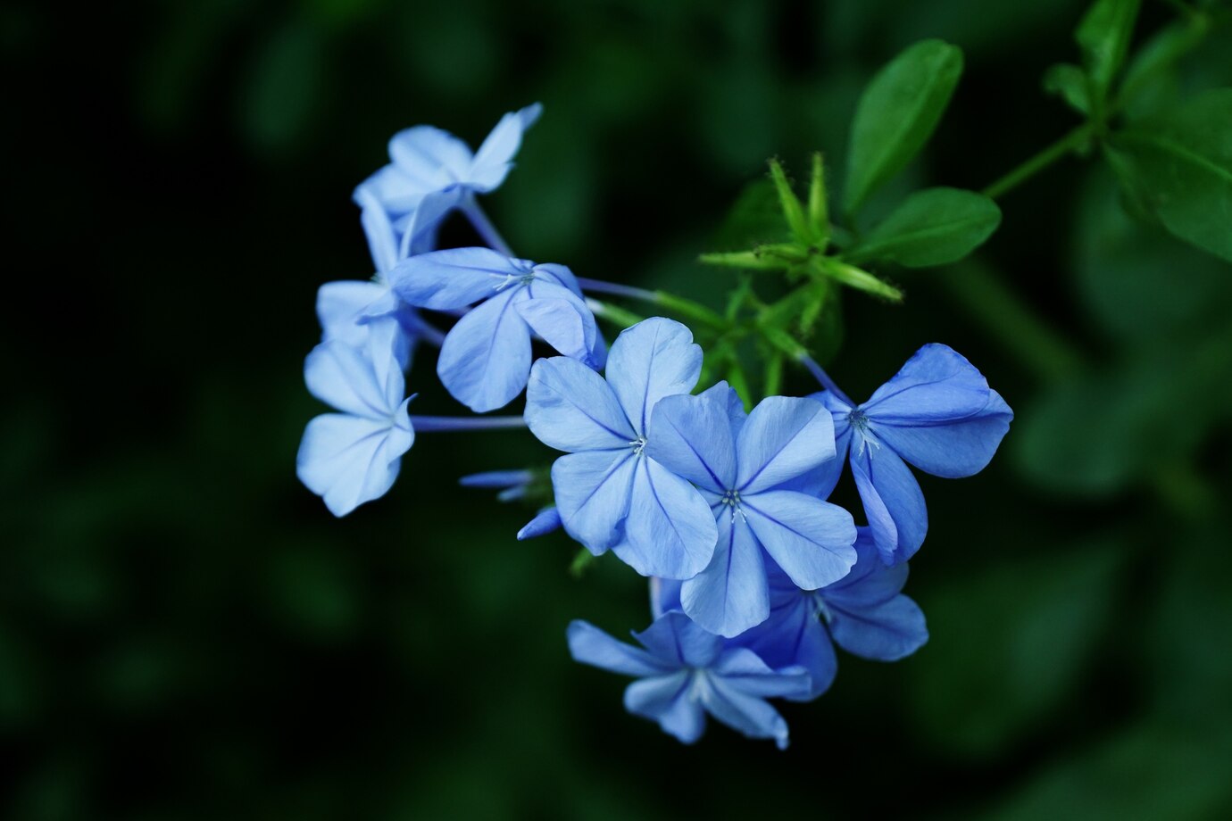 How to Grow Plumbago Plant – A Complete Plumbago Plant Care