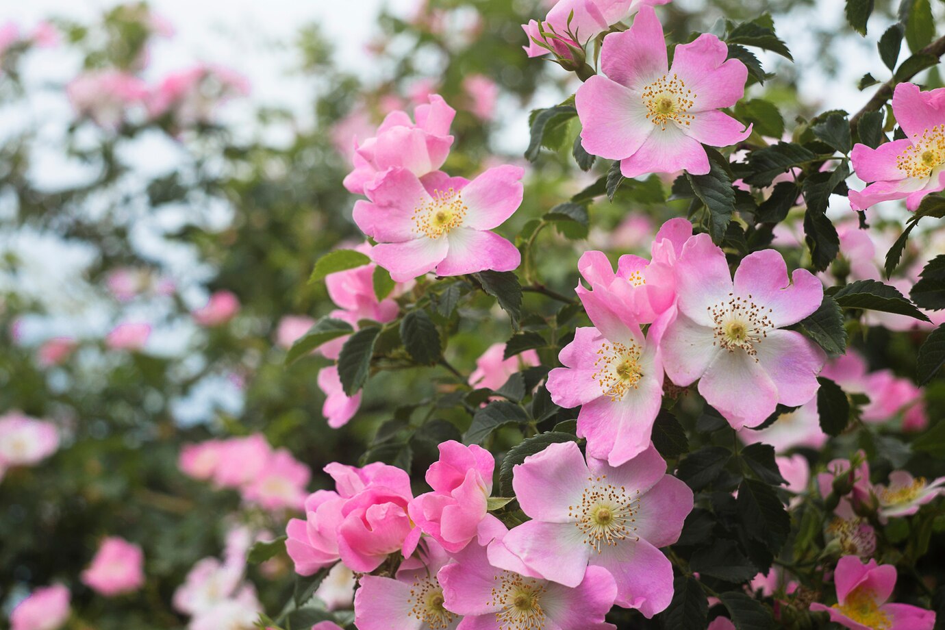 How To Grow Rose Of Sharon