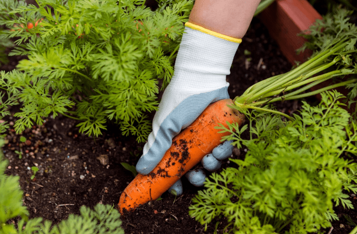How To Plant Carrot Seeds