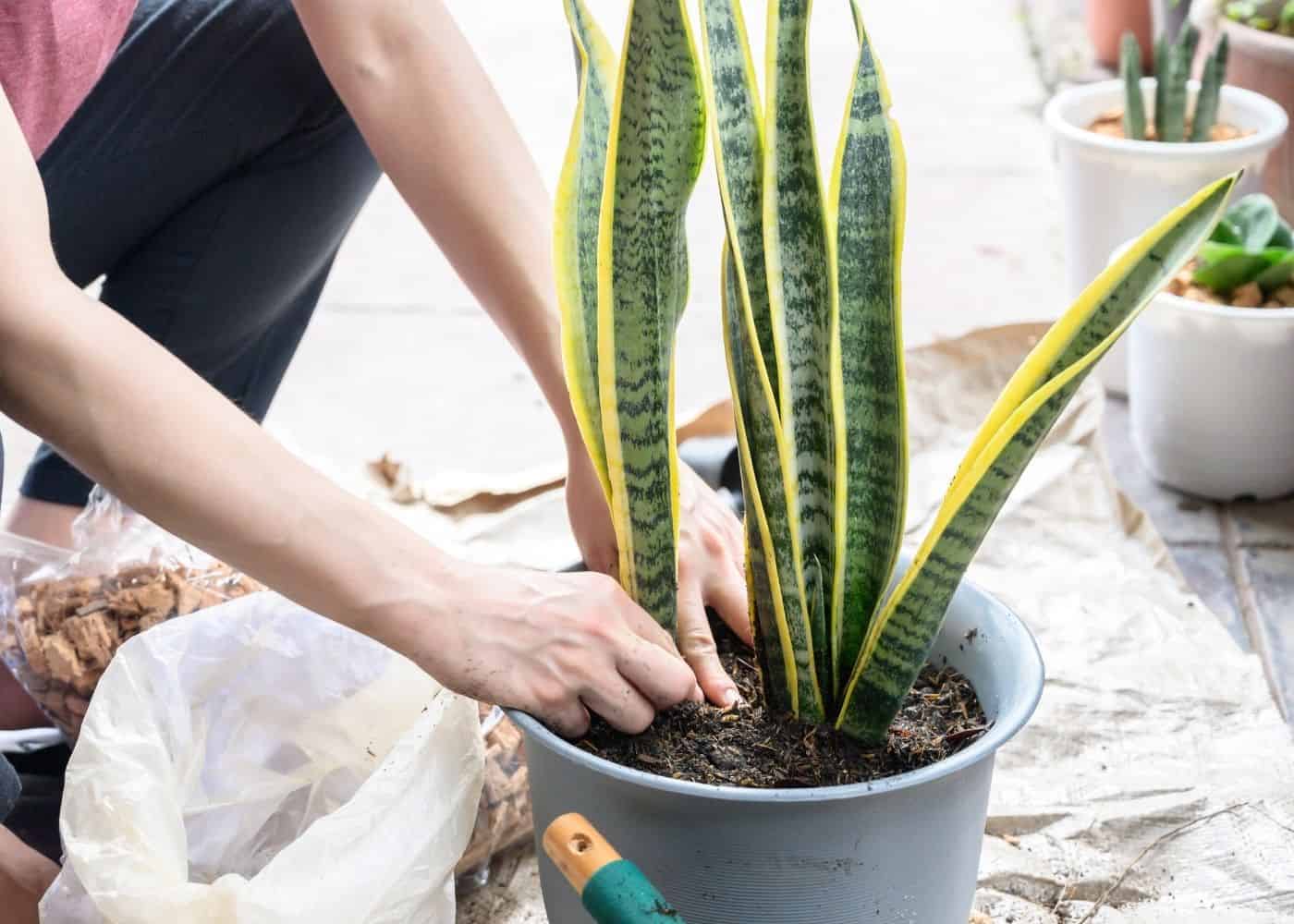 How To Propagate Snake Plant