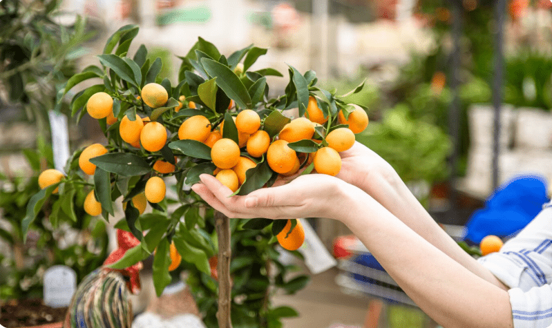 Grow And Care For Citrus Trees